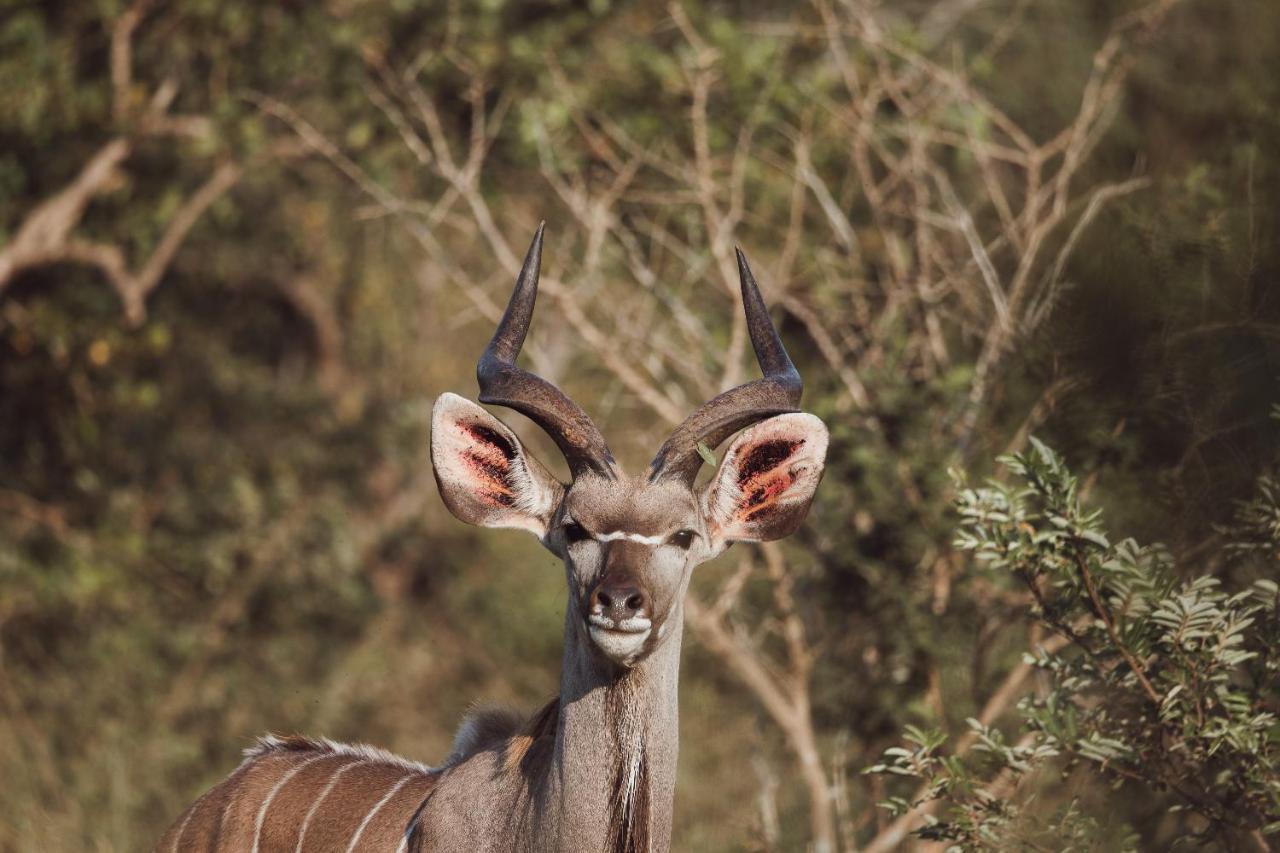 Oase By 7 Star Lodges - Greater Kruger Private 530Ha Reserve Hoedspruit Extérieur photo