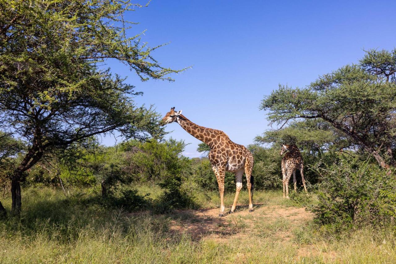 Oase By 7 Star Lodges - Greater Kruger Private 530Ha Reserve Hoedspruit Extérieur photo